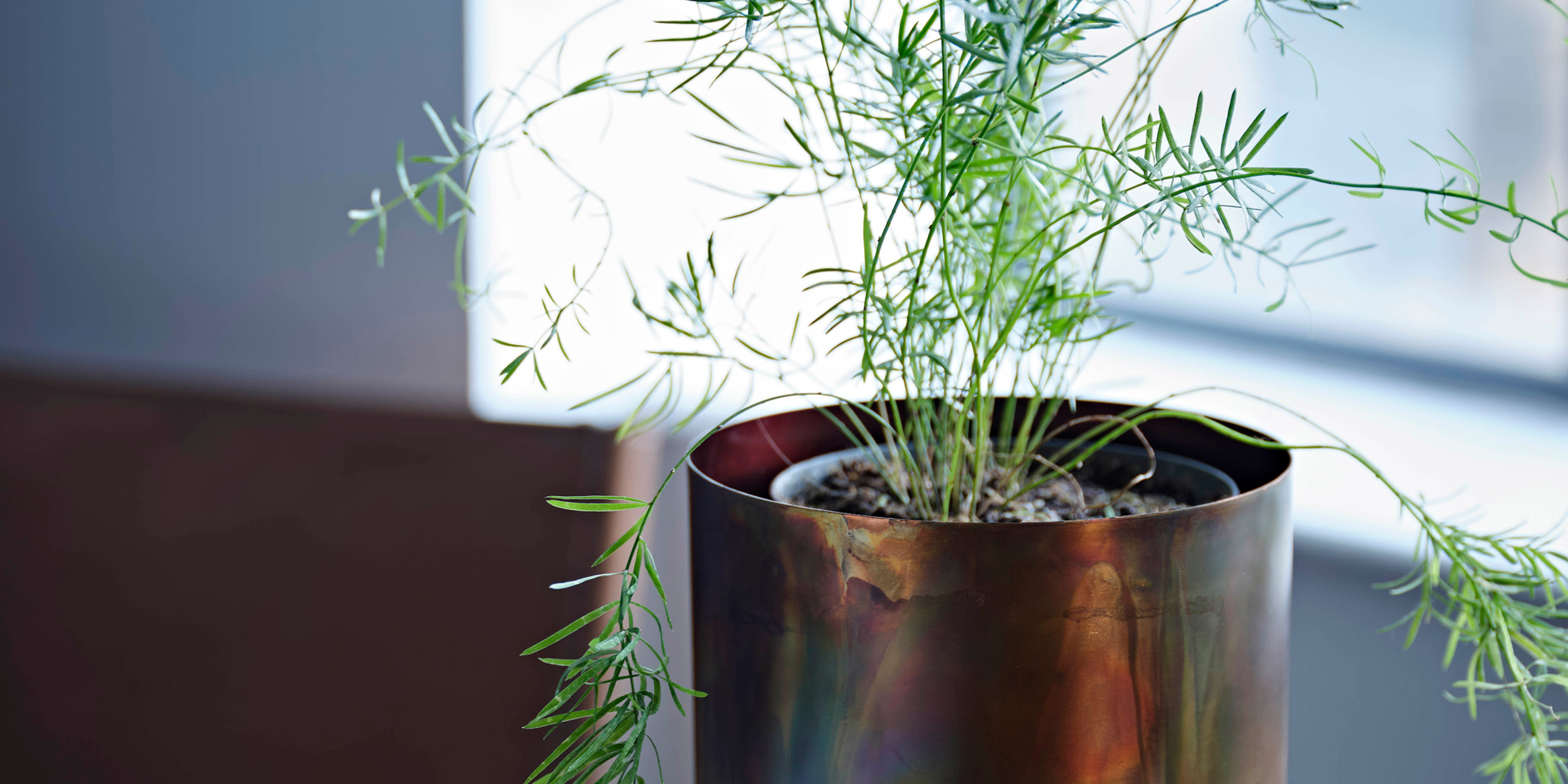 Focus on: Indoor Plant Pot Ideas